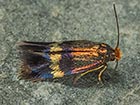  04.045 Stigmella aurella Copyright Martin Evans 