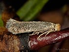  04.068 Trifurcula immundella Copyright Martin Evans 