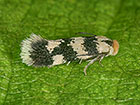  04.075 Etainia louisella Copyright Martin Evans 