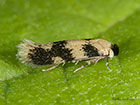  04.076 Etainia decentella Copyright Martin Evans 