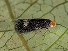  04.078 Fomoria septembrella Copyright Martin Evans 