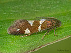  06.001 Antispila metallella Copyright Martin Evans 
