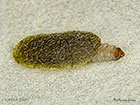  06.001 Antispila metallella larval case Copyright Martin Evans 