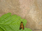  07.001 Nemophora degeerella Copyright Martin Evans 