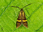 07.001 Nemophora degeerella female Copyright Martin Evans 