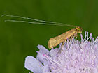  07.002 Nemophora metallica Copyright Martin Evans 