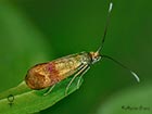  07.005 Nemophora minimella female Copyright Martin Evans 