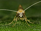  07.011 Nematopogon pilella face Copyright Martin Evans 