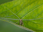  07.012 Nematopogon schwarziellus face Copyright Martin Evans 