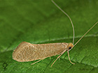  07.012 Nematopogon schwarziellus female Copyright Martin Evans 