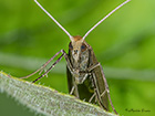  07.012 Nematopogon schwarziellus face closeup Copyright Martin Evans 