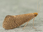  07.014 Nematopogon metaxella Copyright Martin Evans 