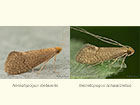  07.014 Nematopogon metaxella and Nematopogon schwarziellus Copyright Martin Evans 