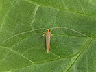  07.015 Nematopogon swammerdamella male dorsal view Copyright Martin Evans 