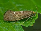  08.001 Incurvaria pectinea female Copyright Martin Evans 