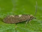  08.001 Incurvaria pectinea male Copyright Martin Evans 