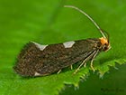  08.003 Incurvaria oehlmanniella male Copyright Martin Evans 