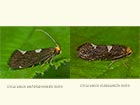  08.003 Incurvaria oehlmanniella male & Incurvaria masculella male Copyright Martin Evans 