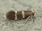  08.005 Phylloporia bistrigella Copyright Martin Evans 