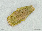  08.006 Simacauda dicommatias case 6mm Copyright Martin Evans 