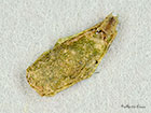  08.006 Simacauda dicommatias case 6mm Copyright Martin Evans 