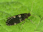  11.002 Narycia duplicella Copyright Martin Evans 