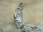  11.009 Luffia lapidella larva 5mm  Copyright Martin Evans 