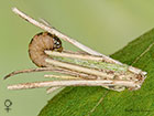  11.012 Psyche casta Copyright Martin Evans 