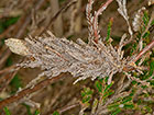  11.017 Pachythelia villosella larval case Copyright Martin Evans 