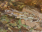  11.017 Pachythelia villosella female larval case 42mm Copyright Martin Evans 
