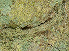  12.006 Infurcitinea argentimaculella case Copyright Martin Evans 