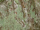  12.006 Infurcitinea argentimaculella cases Copyright Martin Evans 