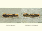  12.038 Monopis obviella and Monopis crocicapitella Copyright Martin Evans 