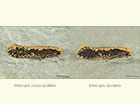  12.039 Monopis crocicapitella and Monopis obviella Copyright Martin Evans 