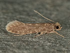  12.044 Haplotinea insectella Copyright Martin Evans 