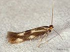  14.002 Bucculatrix nigricomella Copyright Martin Evans 