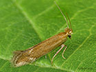 14.003 Bucculatrix maritima Copyright Martin Evans 