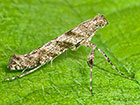  15.002 Caloptilia cuculipennella Copyright Martin Evans 