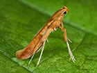  15.005 Caloptilia betulicola Copyright Martin Evans 