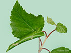 15.005 Caloptilia betulicola larval leaf roll Copyright Martin Evans 
