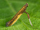  15.007 Caloptilia azaleella Copyright Martin Evans 