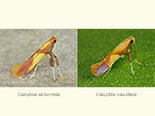  15.008 Caloptilia alchimiella and Caloptilia robustella Copyright Martin Evans 