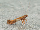  15.010 Caloptilia stigmatella Copyright Martin Evans 