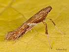  15.011 Caloptilia falconipennella Copyright Martin Evans 