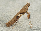  15.012 Caloptilia semifascia Copyright Martin Evans 