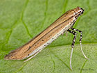  15.015 Aspilapteryx tringipennella  Copyright Martin Evans 