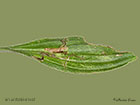  15.015 Aspilapteryx tringipennella unfolded leaf Copyright Martin Evans 