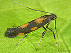  15.016 Euspilapteryx auroguttella Copyright Martin Evans 