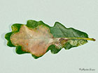  15.019 Acrocercops brongniardella mine on Turkey Oak Copyright Martin Evans 