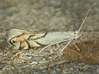  15.034 Phyllonorycter harrisella Copyright Martin Evans  